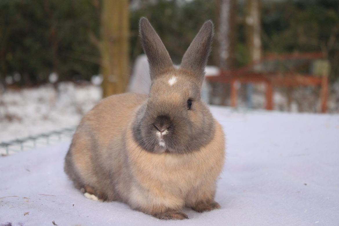 Kanin Dougs CoEa Eywa billede 12