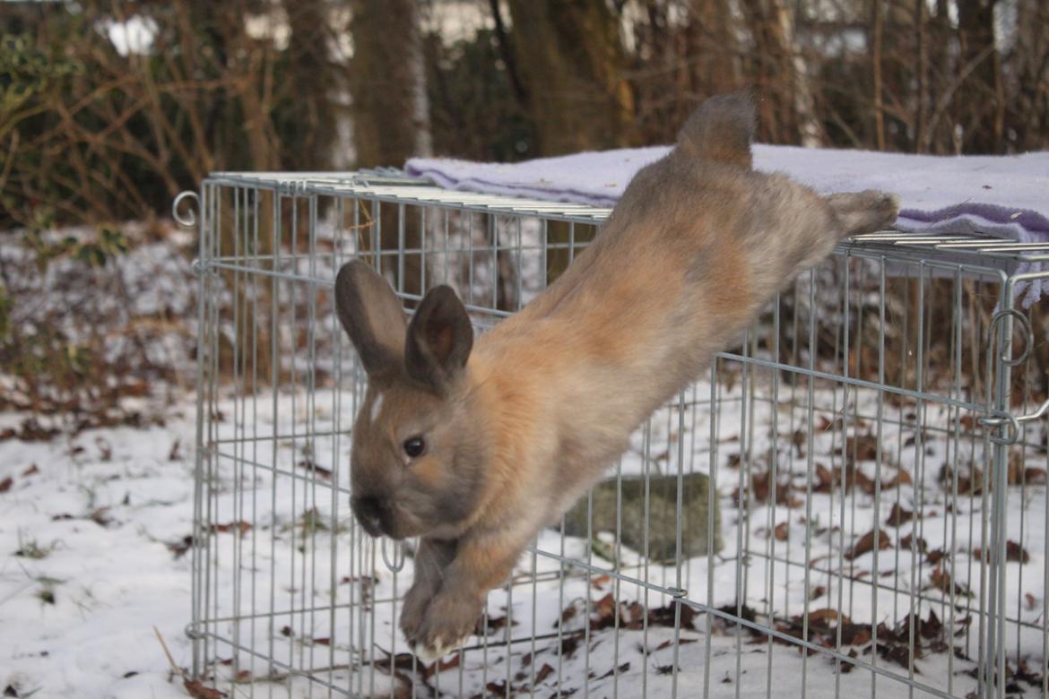 Kanin Dougs CoEa Eywa billede 11