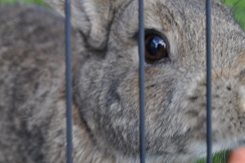 Kanin Tøsen<3<3 billede 1