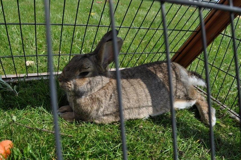 Kanin Tøsen<3<3 billede 2