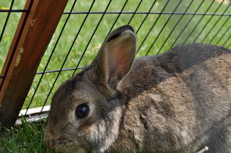 Kanin Tøsen<3<3 billede 3