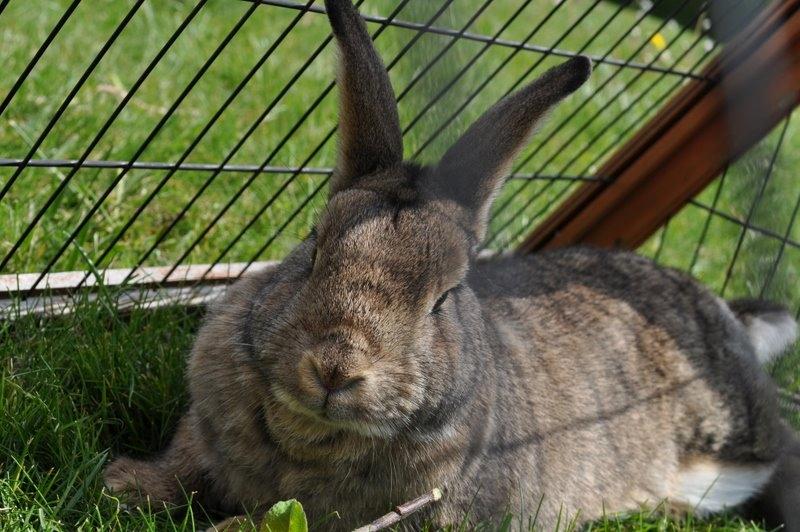 Kanin Tøsen<3<3 billede 4