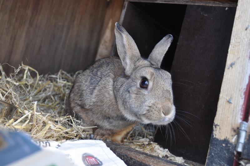 Kanin Tøsen<3<3 billede 5