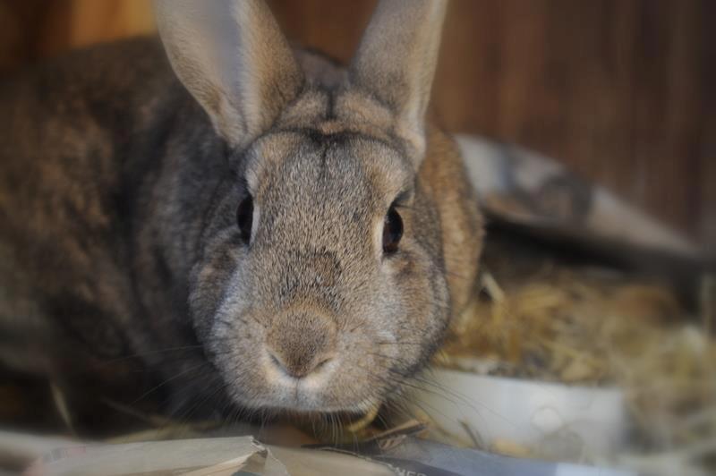 Kanin Tøsen<3<3 billede 6