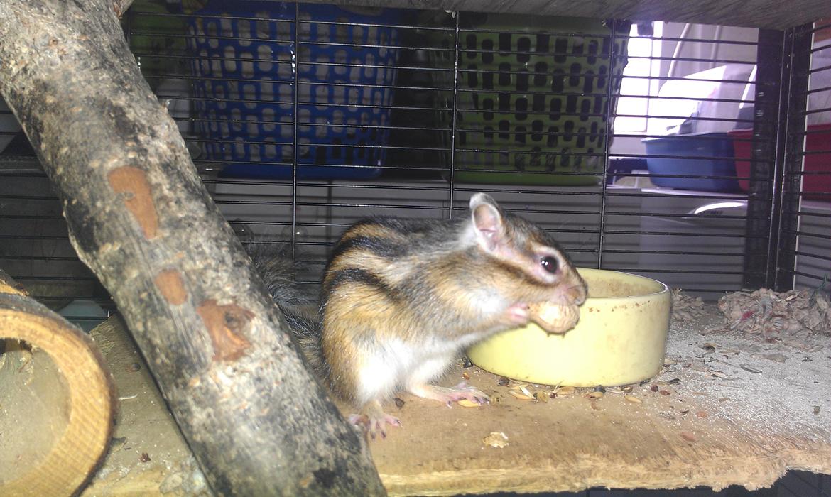 Jordegern trutti fruti billede 1