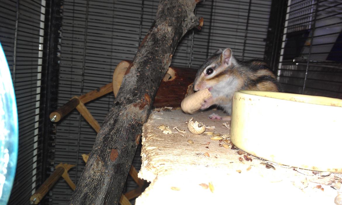 Jordegern trutti fruti billede 2