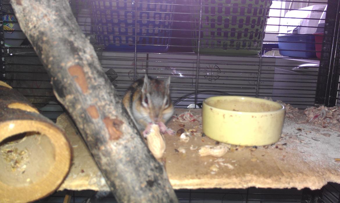 Jordegern trutti fruti billede 3