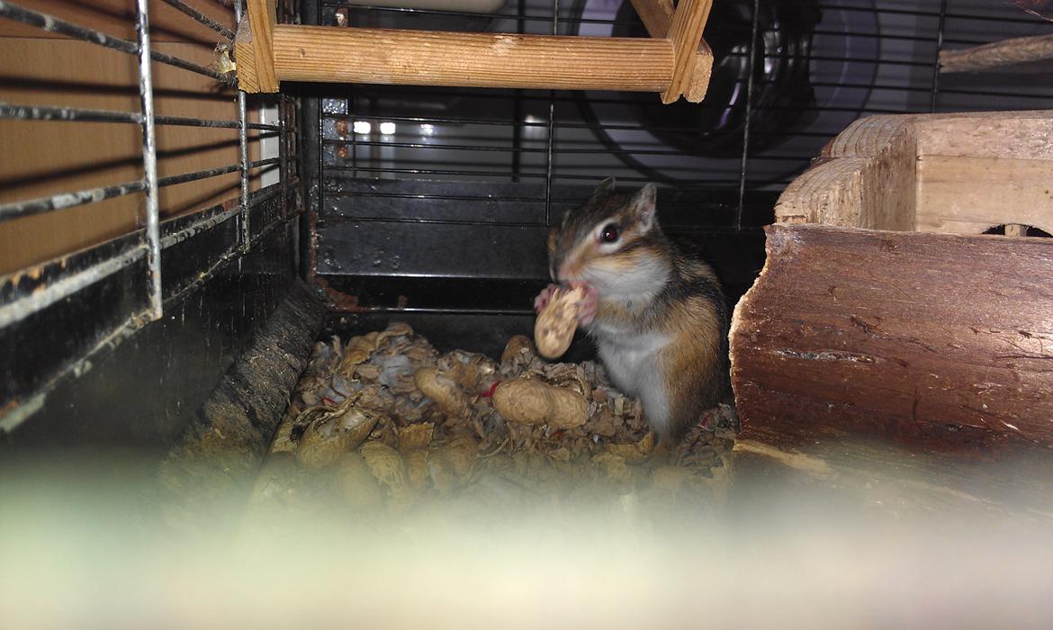 Jordegern trutti fruti billede 4