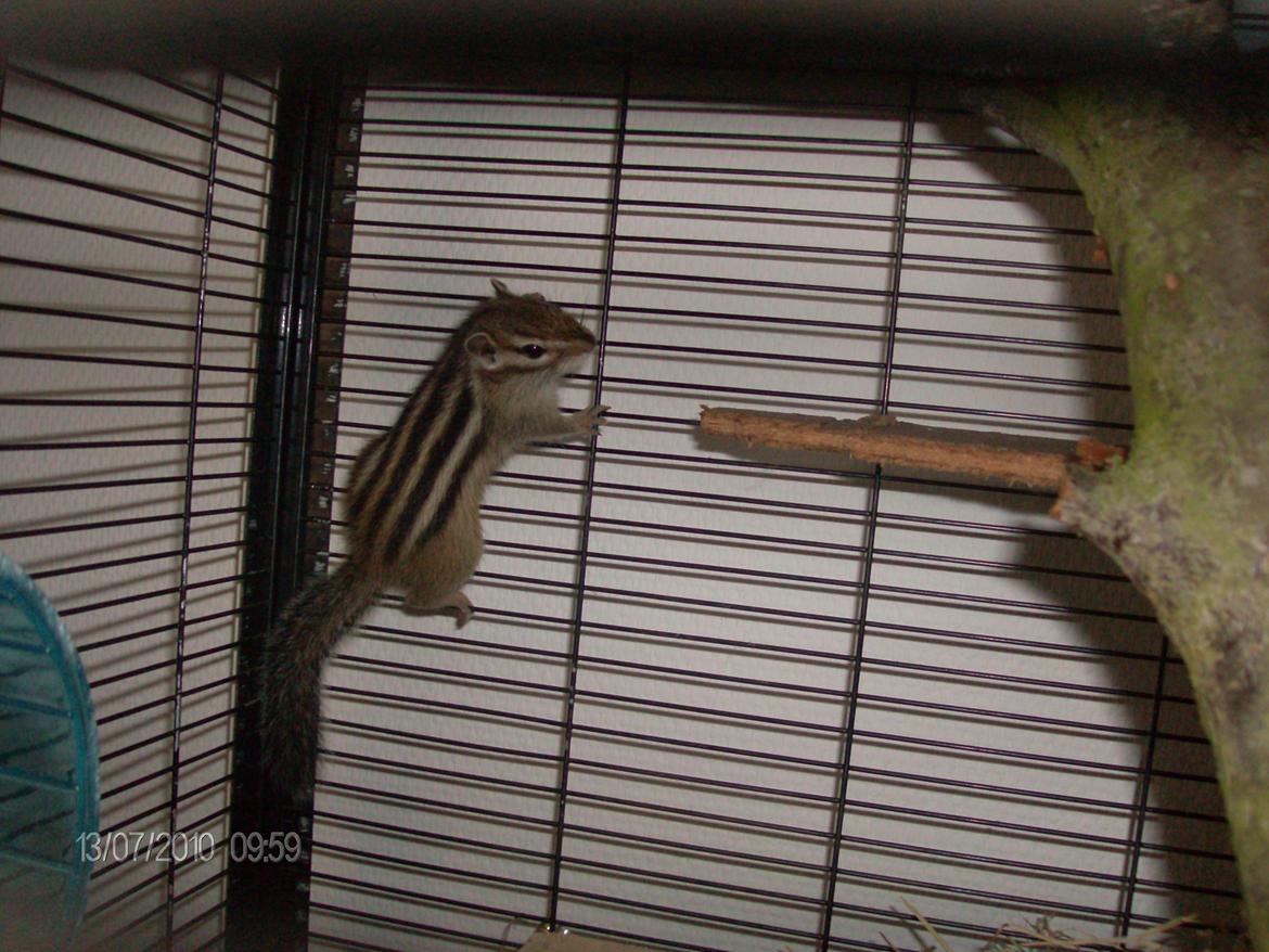 Jordegern trutti fruti billede 5