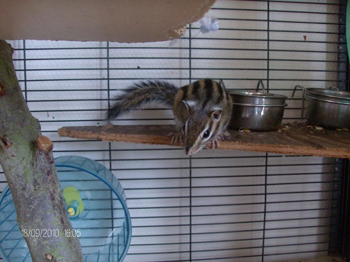 Jordegern trutti fruti billede 6