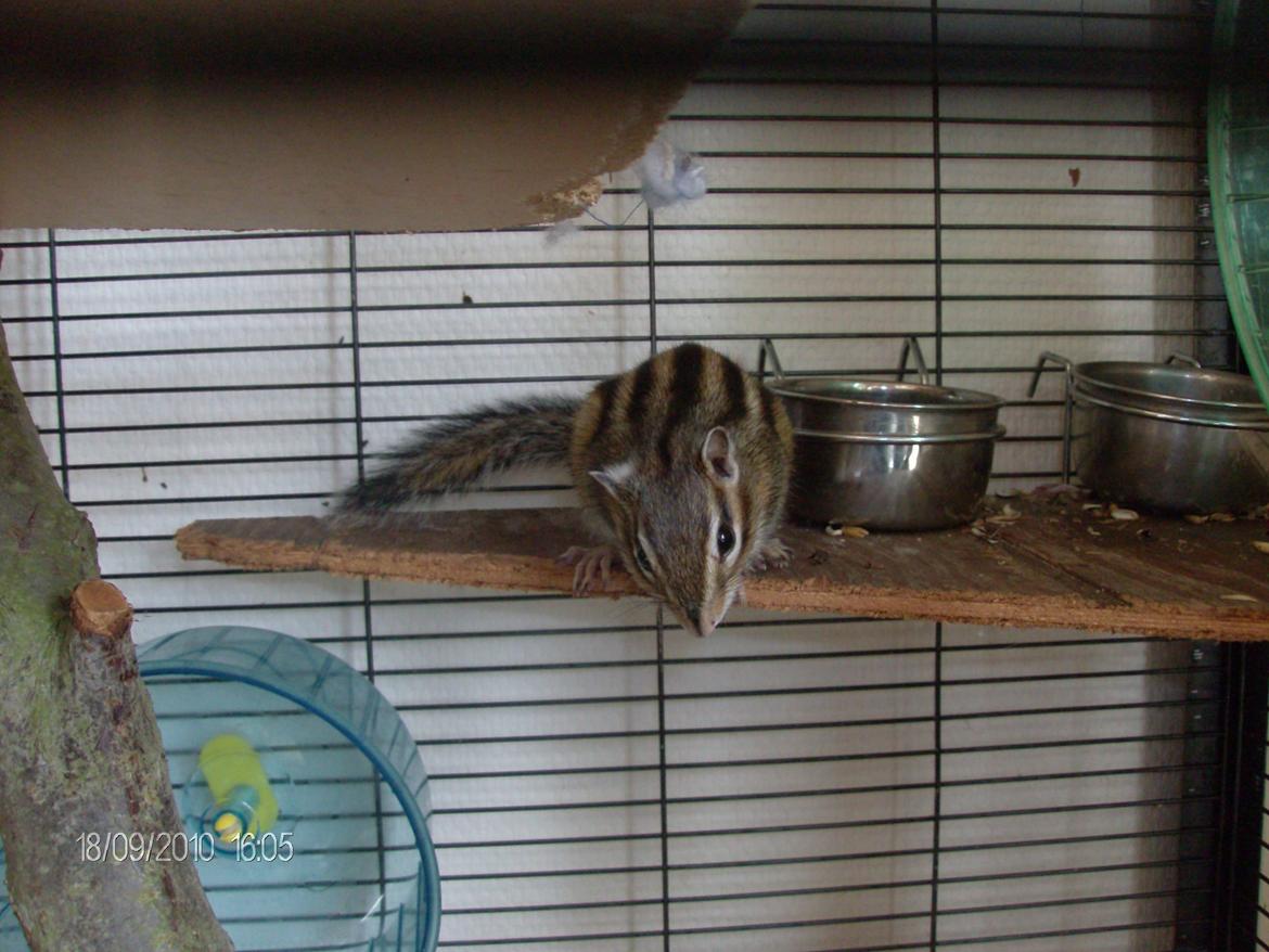 Jordegern trutti fruti billede 7