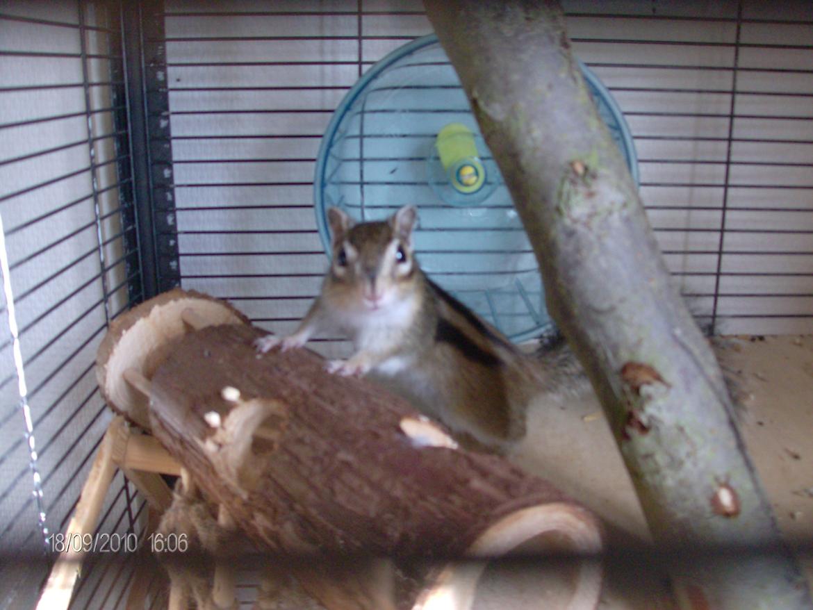 Jordegern trutti fruti billede 8