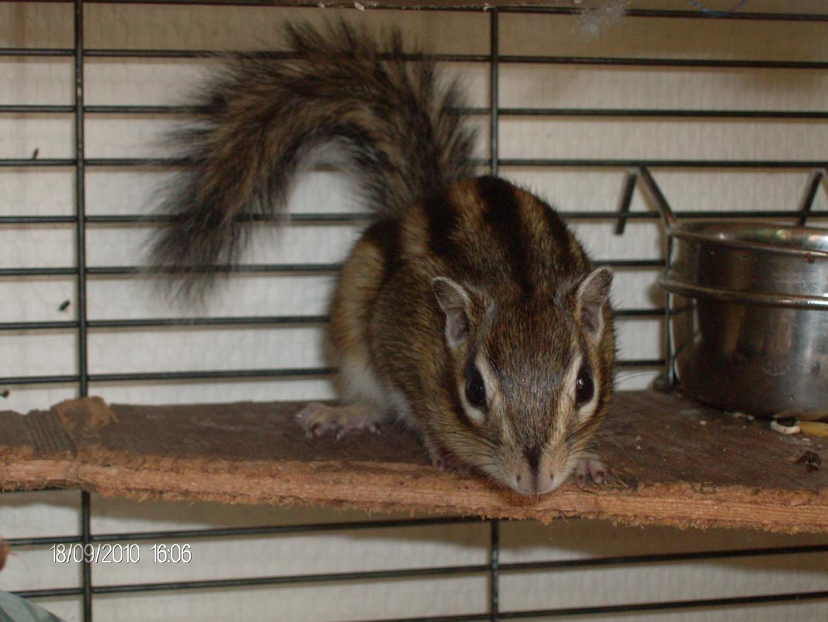 Jordegern trutti fruti billede 9