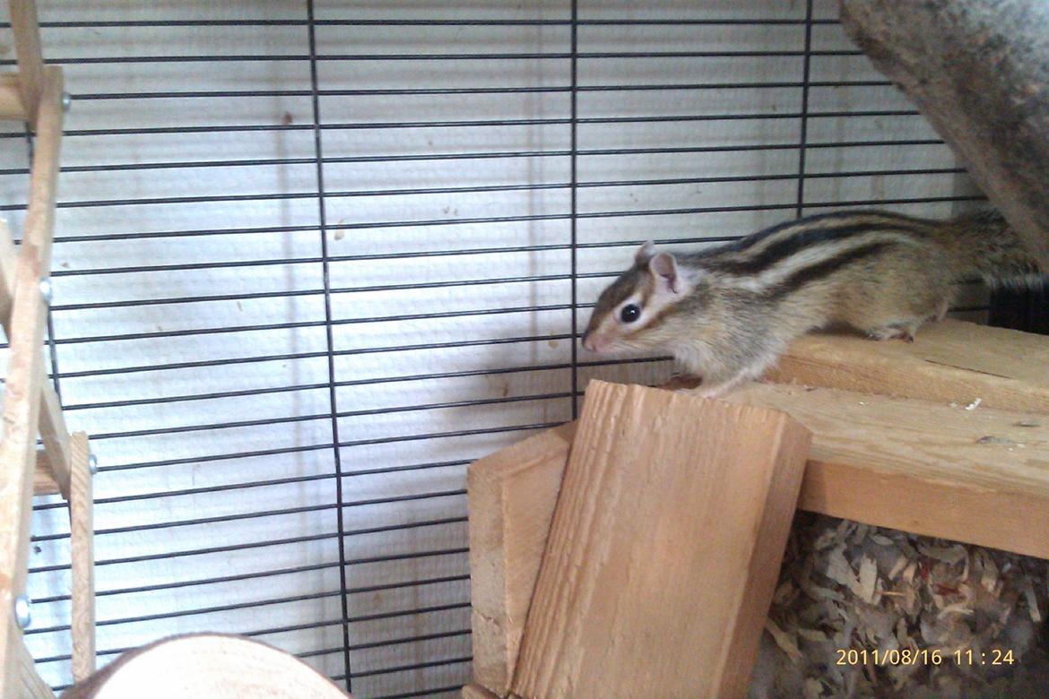 Jordegern trutti fruti billede 10