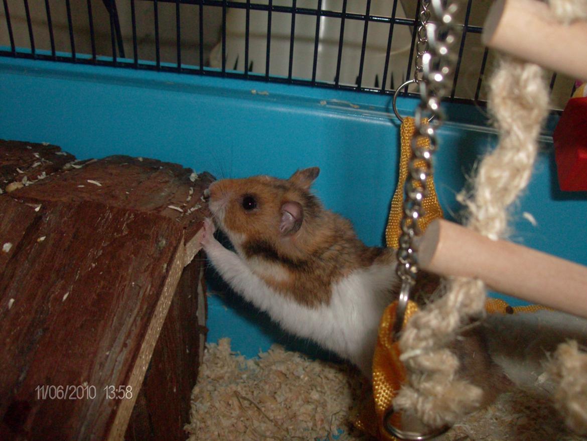 Hamster bugsy billede 5