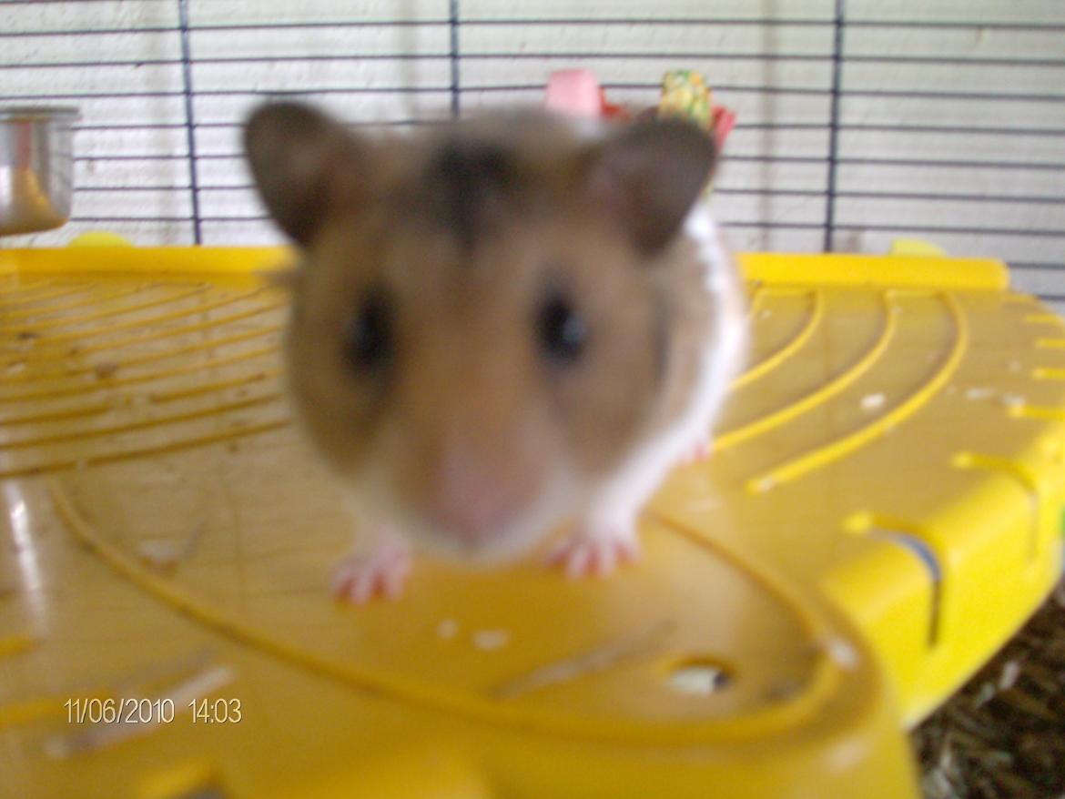 Hamster bugsy billede 7