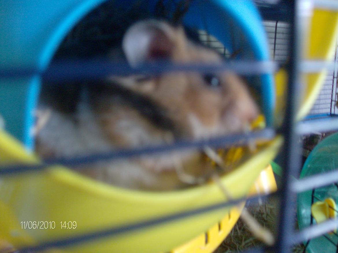Hamster bugsy billede 8