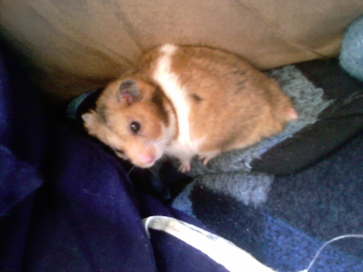 Hamster bugsy billede 9