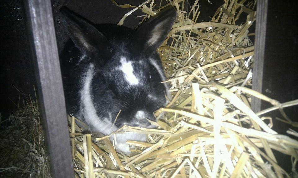 Kanin Star Dust(Dusty)<3<3 - Smukke dreng<3 billede 6