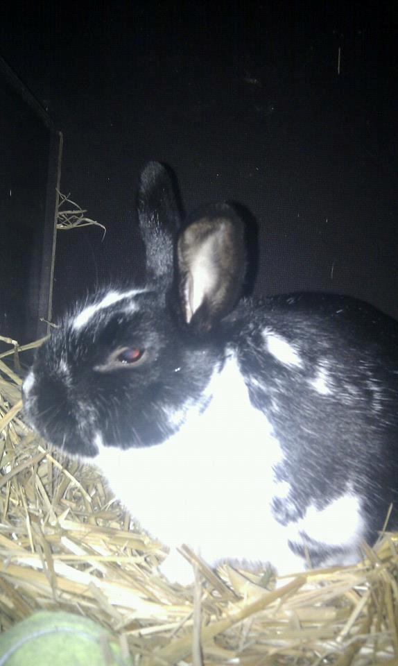 Kanin Star Dust(Dusty)<3<3 billede 7