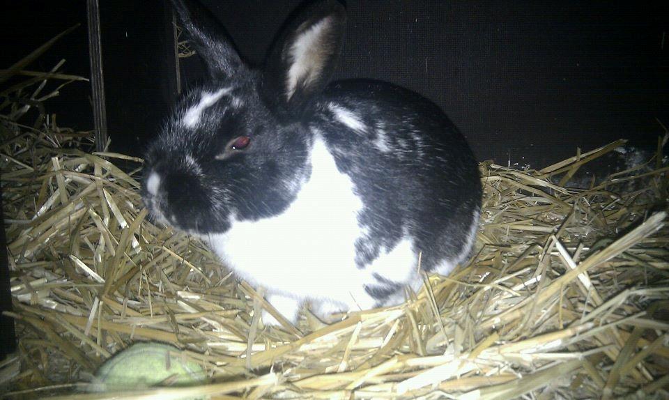 Kanin Star Dust(Dusty)<3<3 billede 8