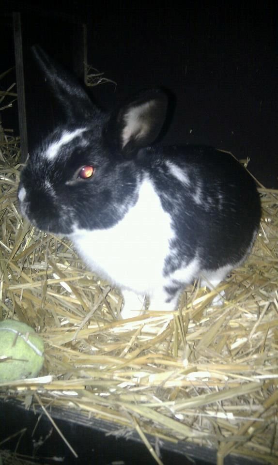 Kanin Star Dust(Dusty)<3<3 billede 3