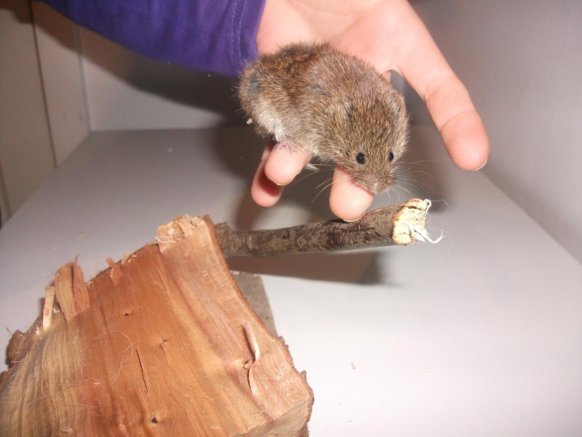 Mus jordbær - lille jorbær billede 1