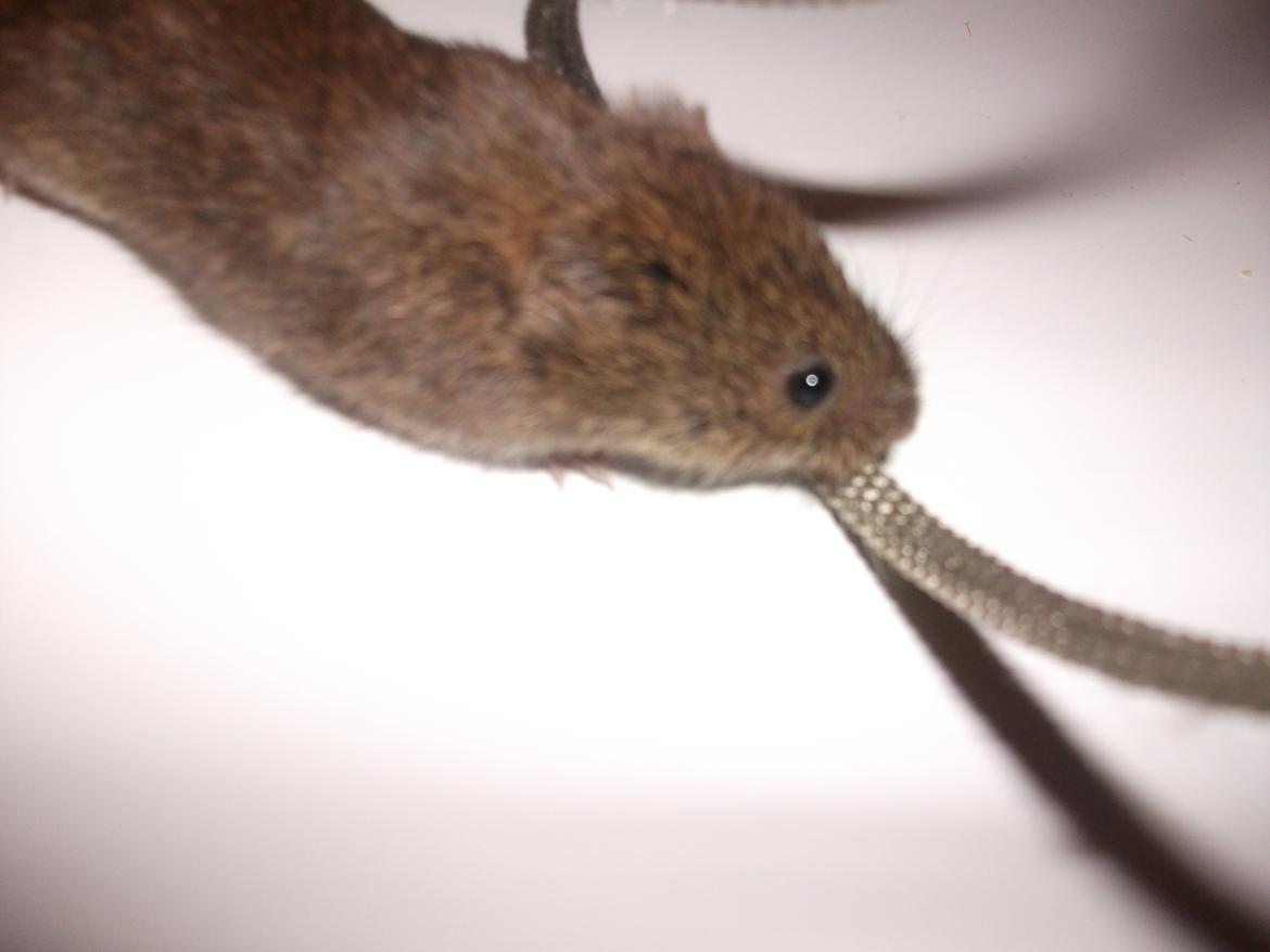 Mus jordbær - jorbær billede 2