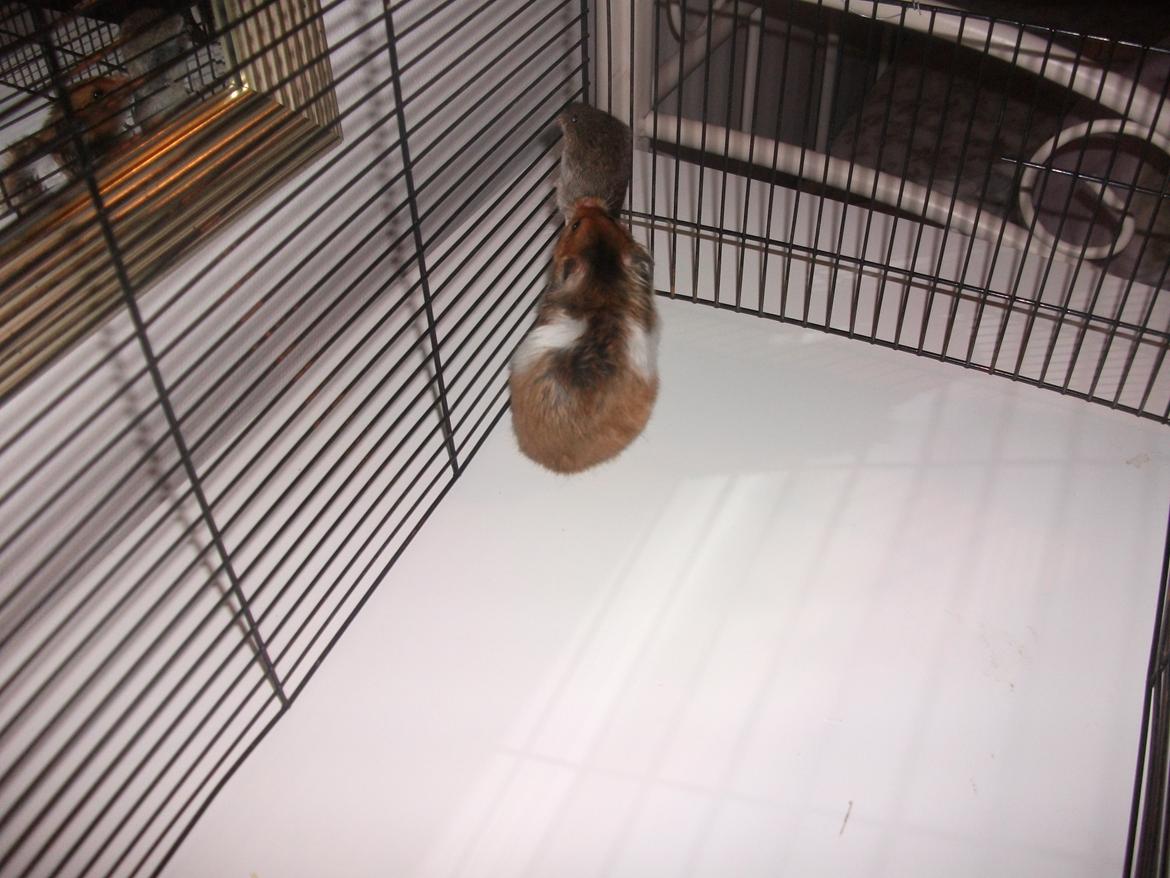 Mus jordbær - droningen's efter følger billede 3