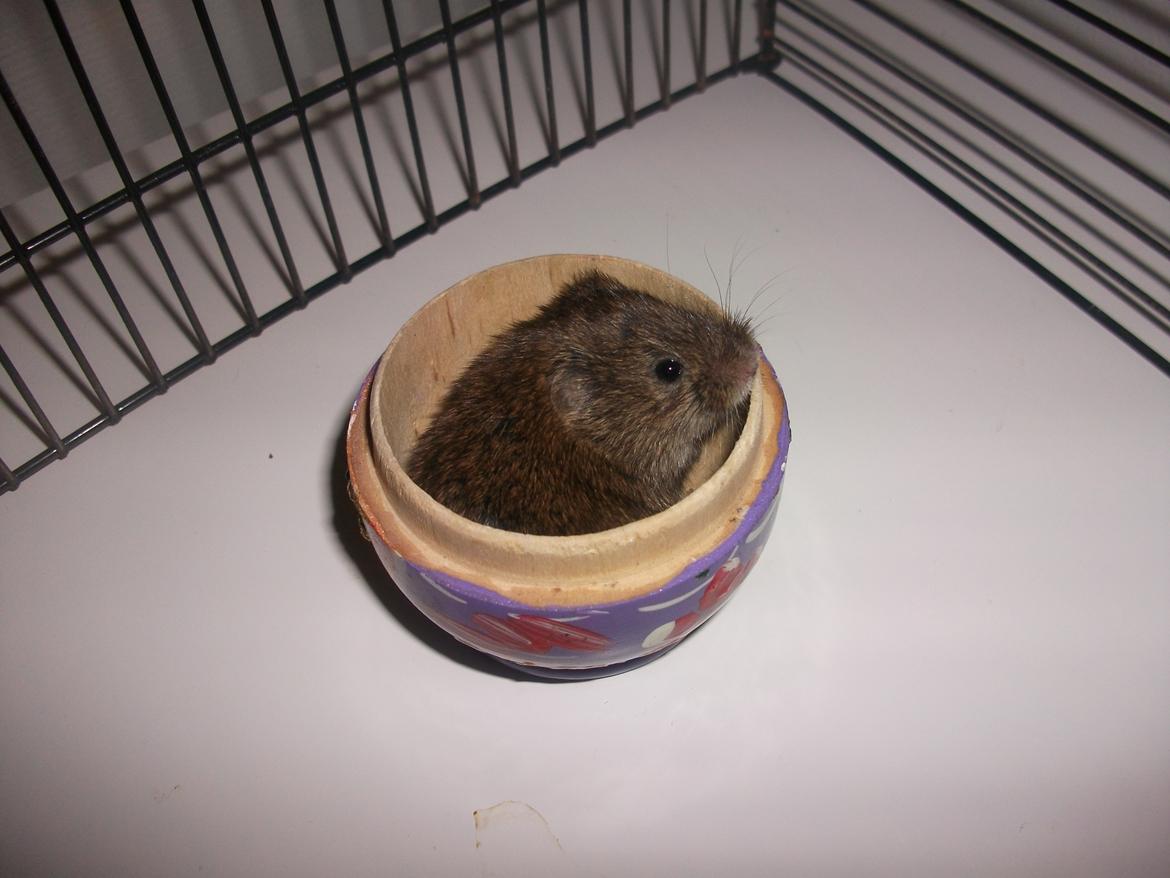 Mus jordbær - syt hvor jorbær elsker af side i en skål hele tiden billede 4