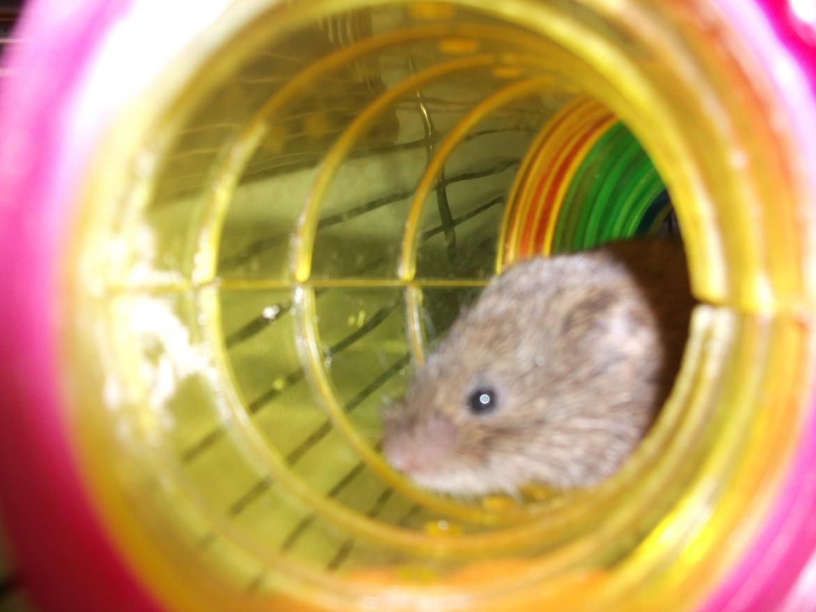 Mus jordbær - HER KOMMER  JORBÆR      billede 5