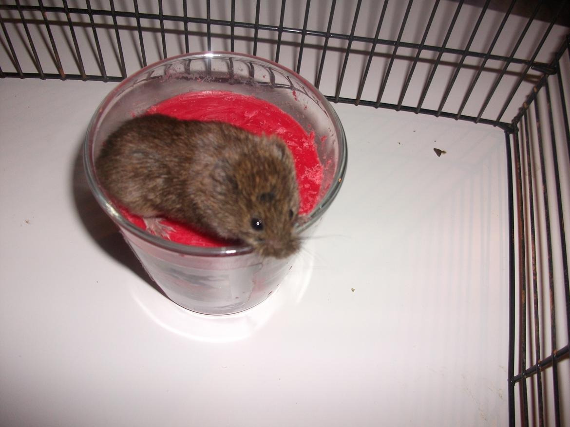 Mus jordbær - jorbær med lyset duft JORBÆR billede 6