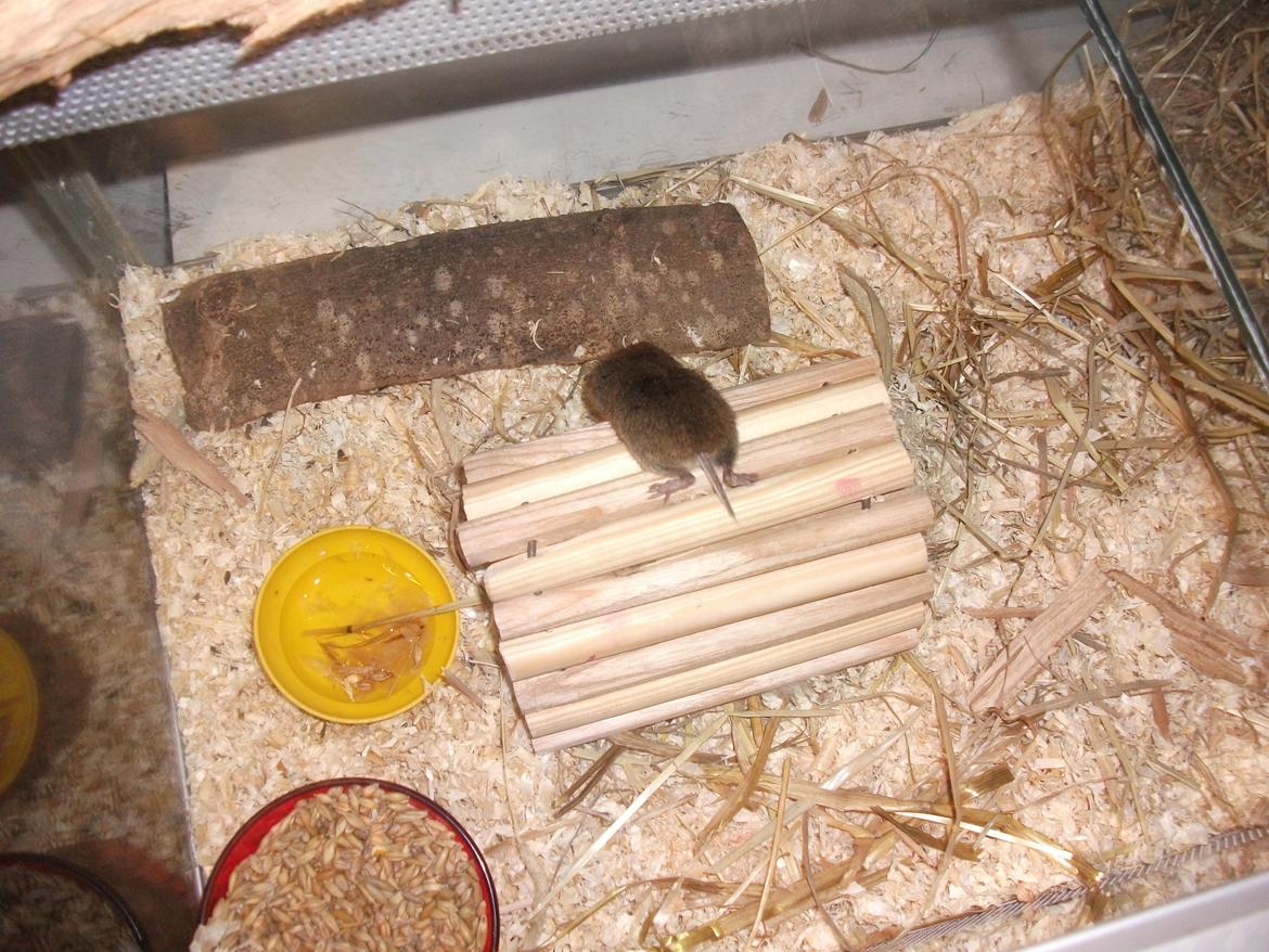 Mus jordbær - jorbær's numse lige i billedet billede 7