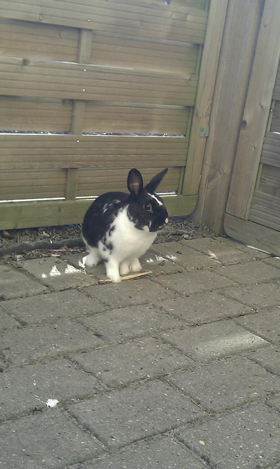 Kanin Star Dust(Dusty)<3<3 billede 9