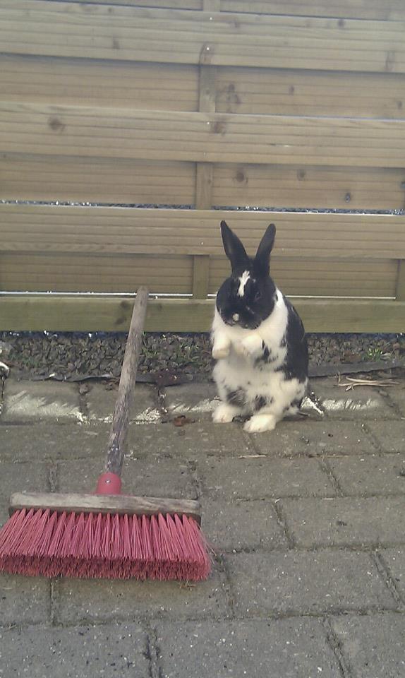 Kanin Star Dust(Dusty)<3<3 - <3:-D<3 billede 10