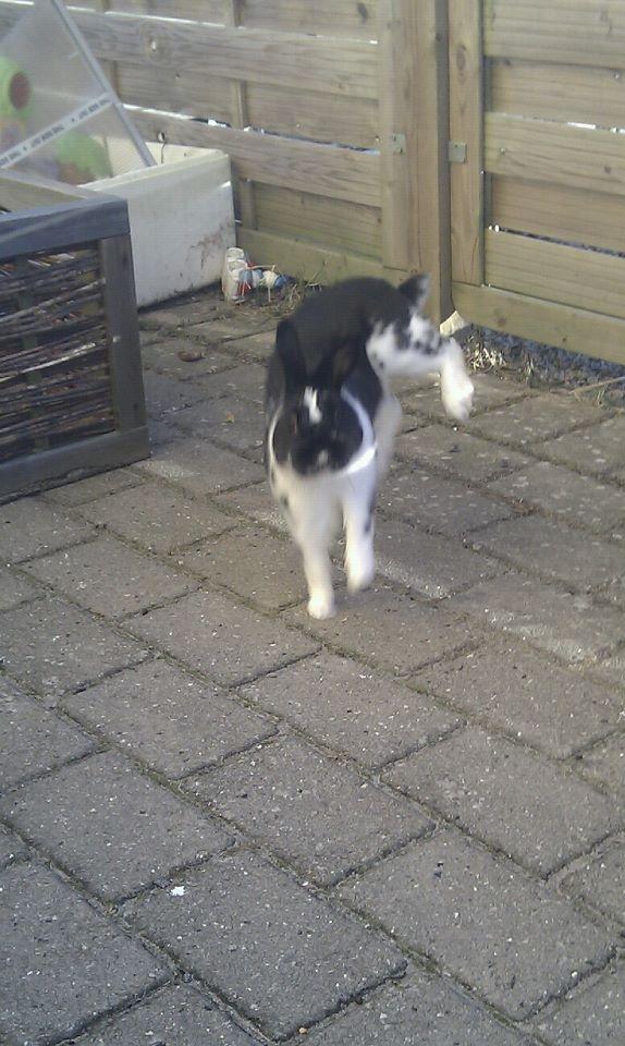 Kanin Star Dust(Dusty)<3<3 - Dusty spjæt hopper!<3:D billede 11