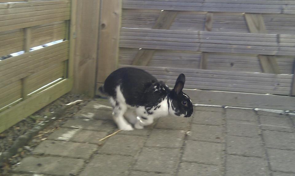 Kanin Star Dust(Dusty)<3<3 - I fuld løb!<3<3 billede 12