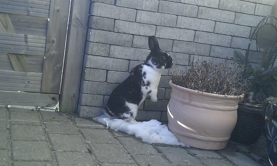 Kanin Star Dust(Dusty)<3<3 - Loooove you!!!!!<3<3<3<3<3<3<3 billede 13