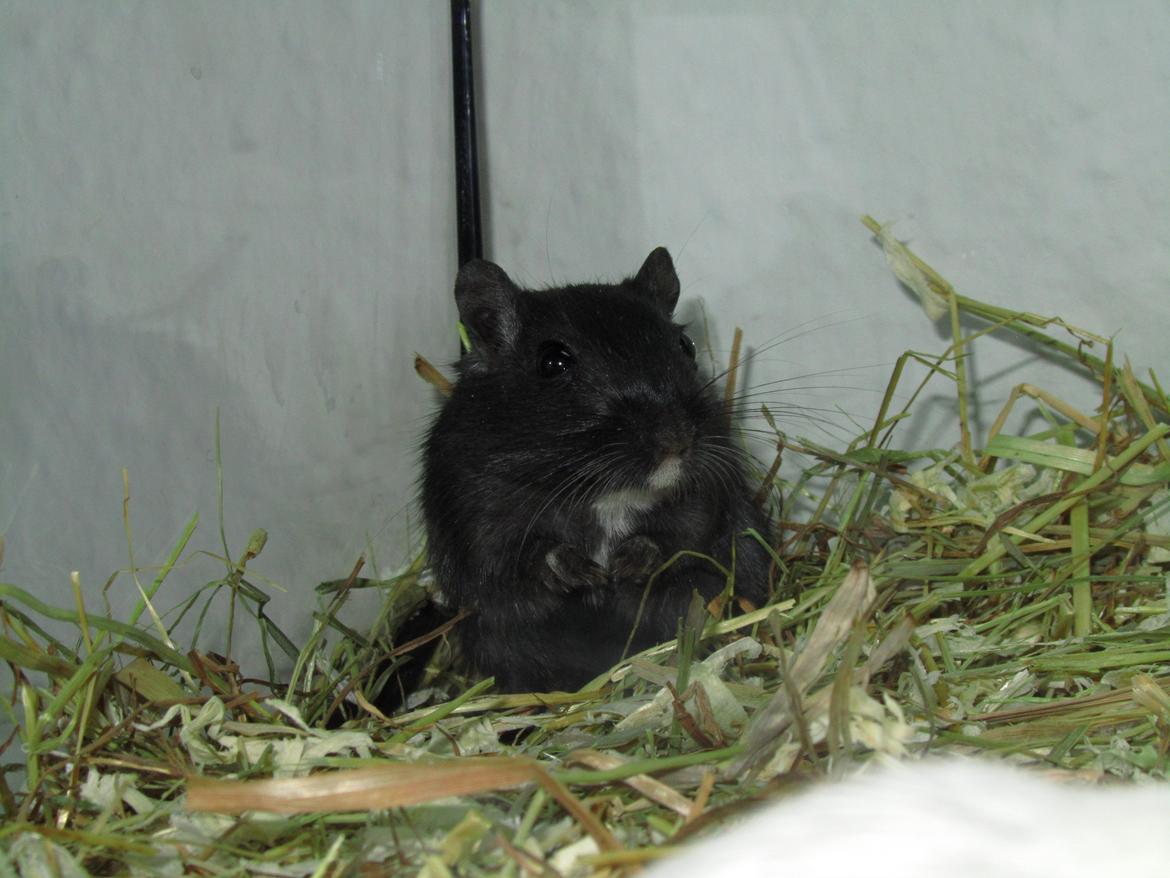 Ørkenrotte Speedy - Velkommen til min lille profil :o) Håber at i kan lide mig :o) billede 1