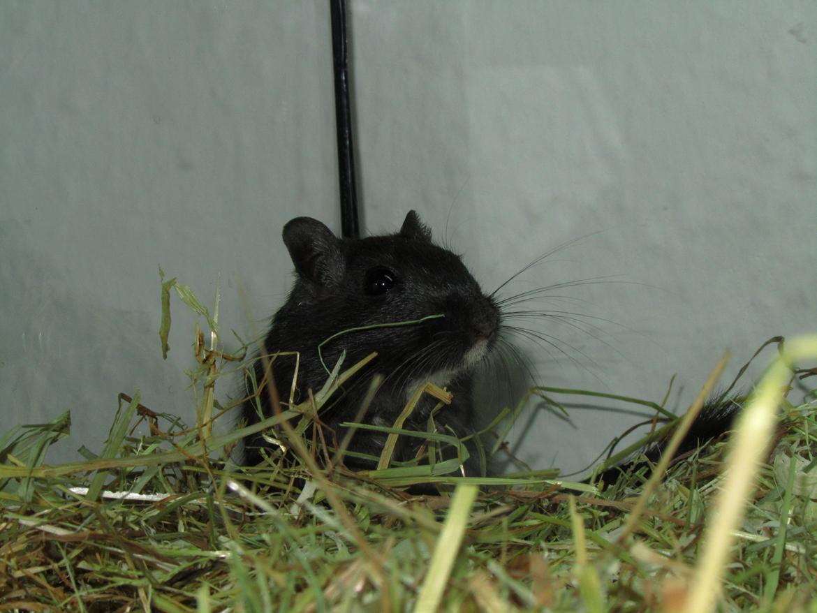 Ørkenrotte Speedy - Jeg synes altså det kamera er lidt farligt :o( billede 2