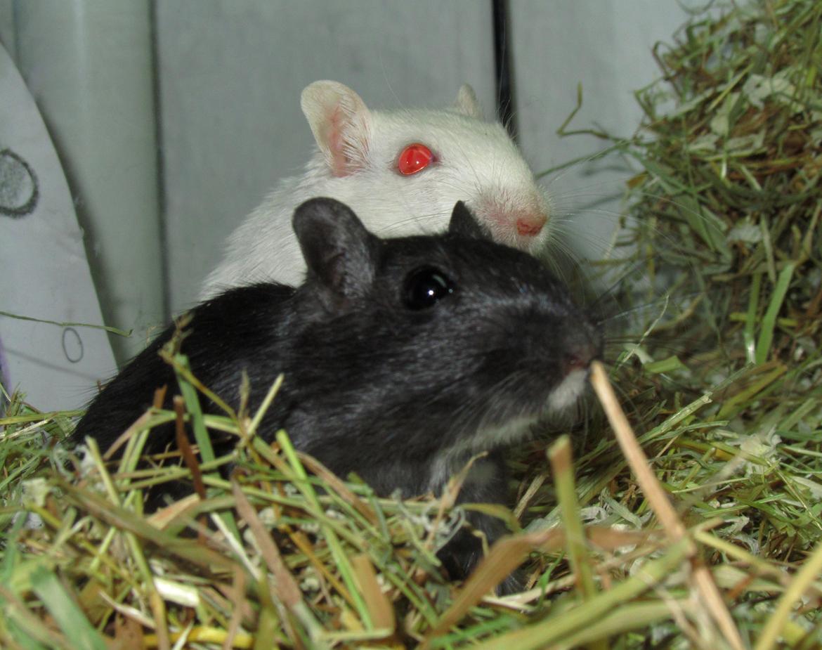 Ørkenrotte Speedy - Mig og min bedste ven :o) billede 3