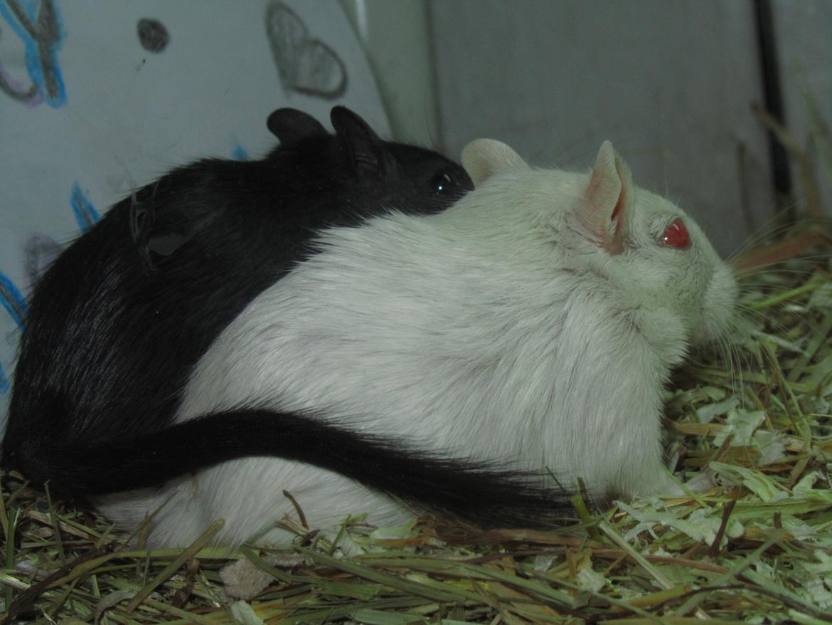 Ørkenrotte Speedy - Vi er bedste venner :o) Og elsker at putte og holder halerne rundt om hinanden:o) billede 4