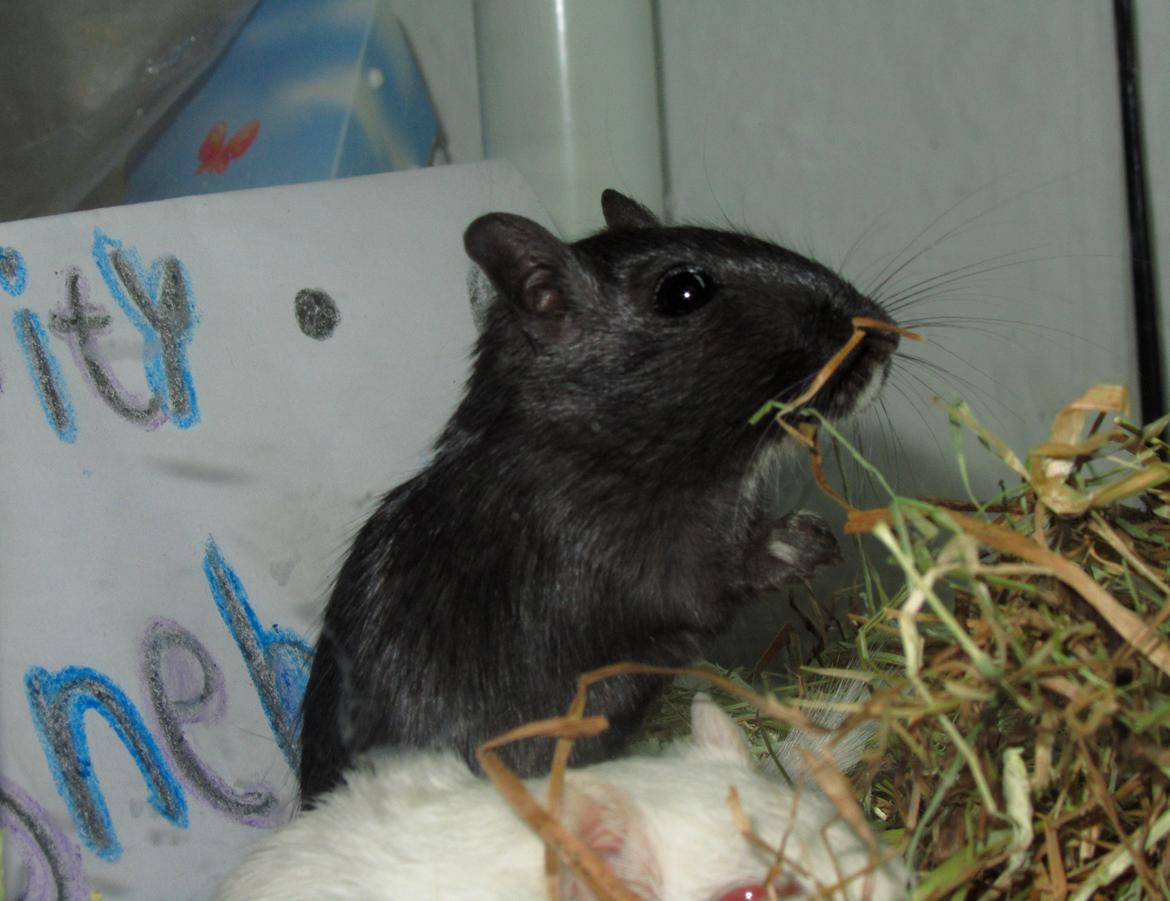 Ørkenrotte Speedy billede 5