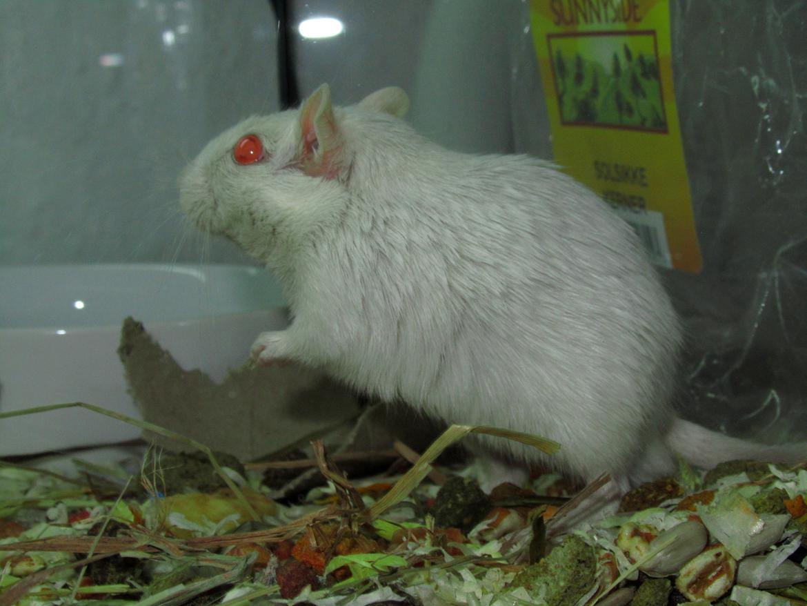 Ørkenrotte Snebold billede 4