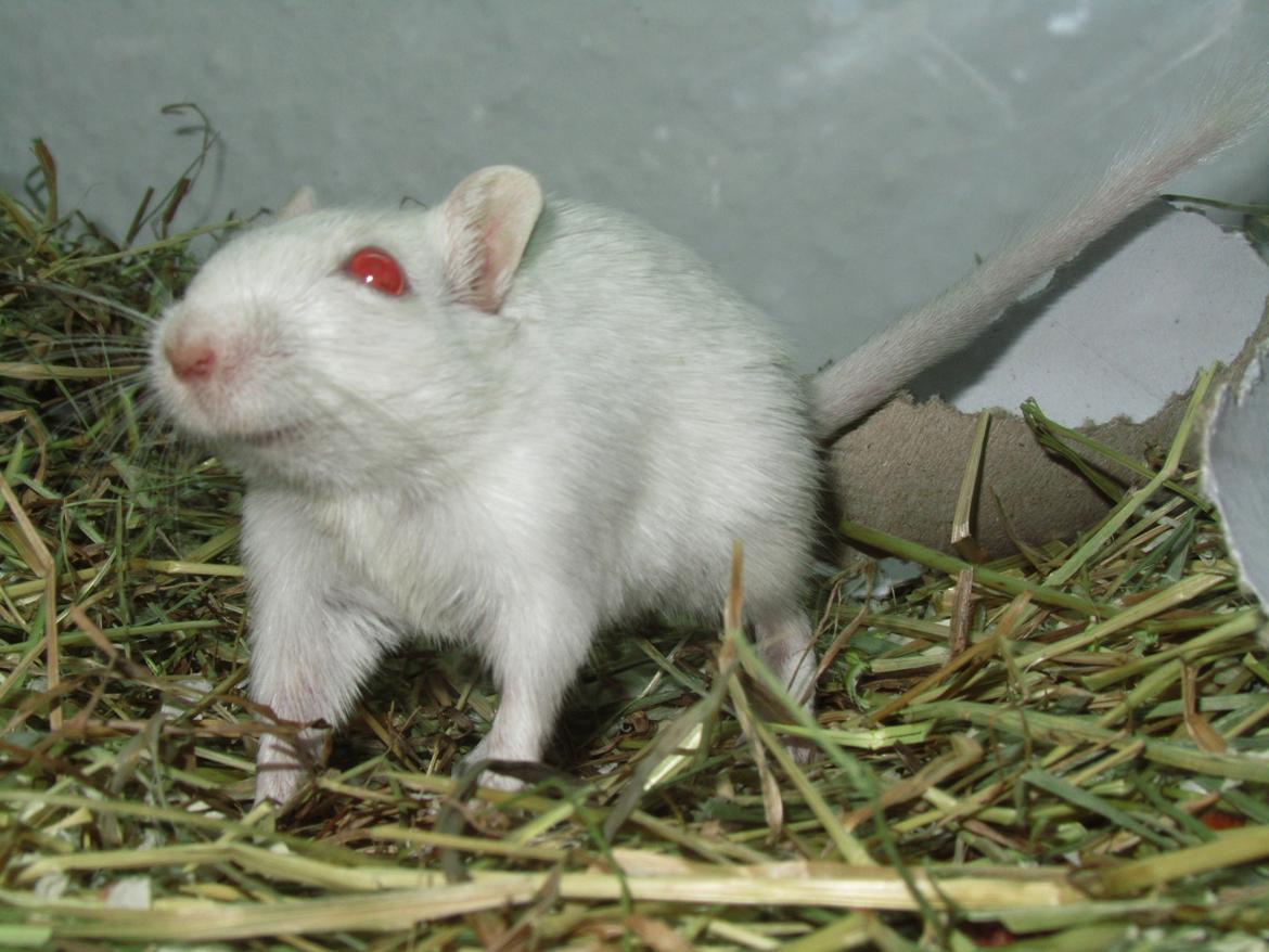 Ørkenrotte Snebold - Velkommen til min profil :o) Håber i kan lide mig selv om jeg ser lidt sjov ud her på det første billiede :p billede 1