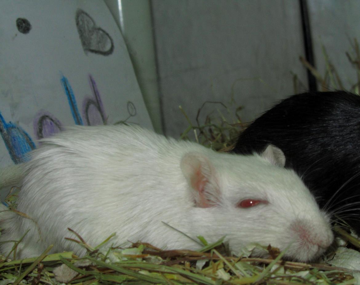 Ørkenrotte Snebold - Man blive altså lidt træt når man skal lege fotomodel hele tiden :O billede 3