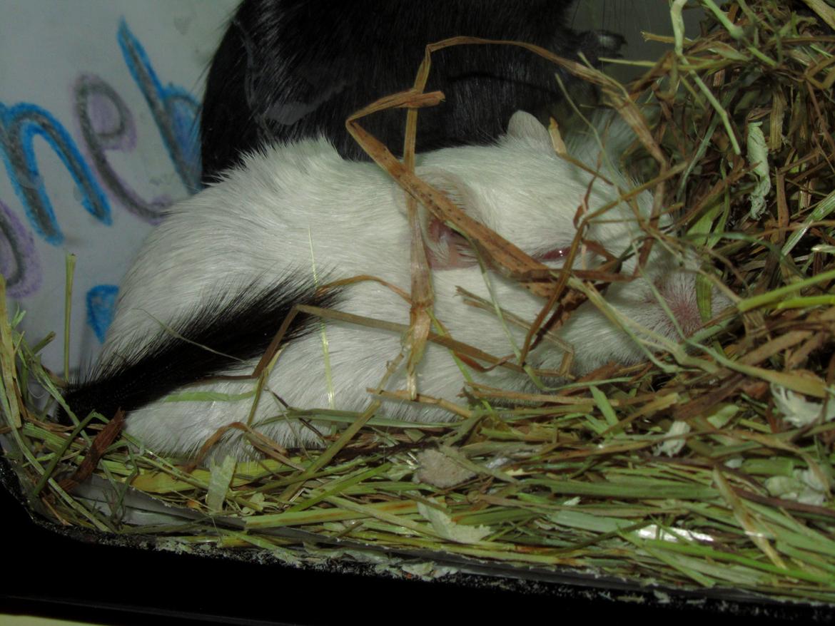 Ørkenrotte Snebold - Meget træt ;o) billede 5