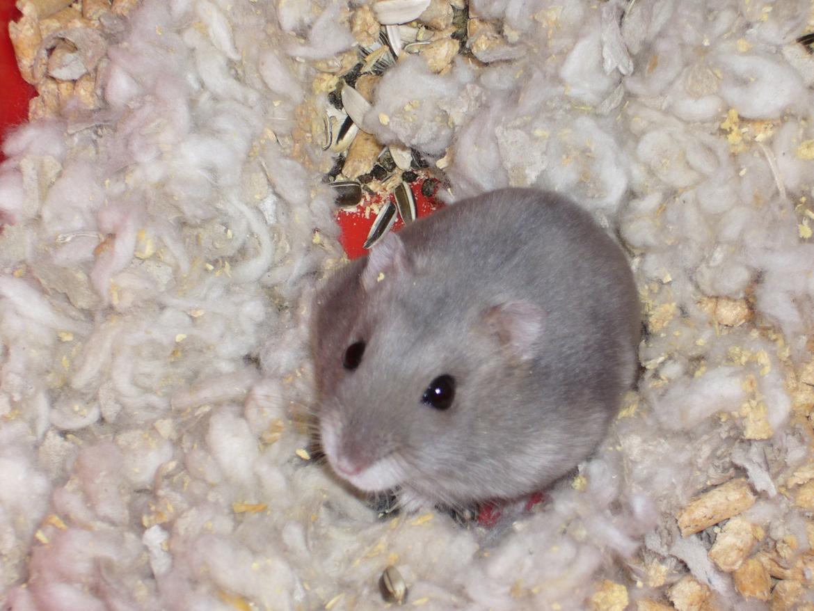 Dværghamster Piv † R.I.P † billede 2