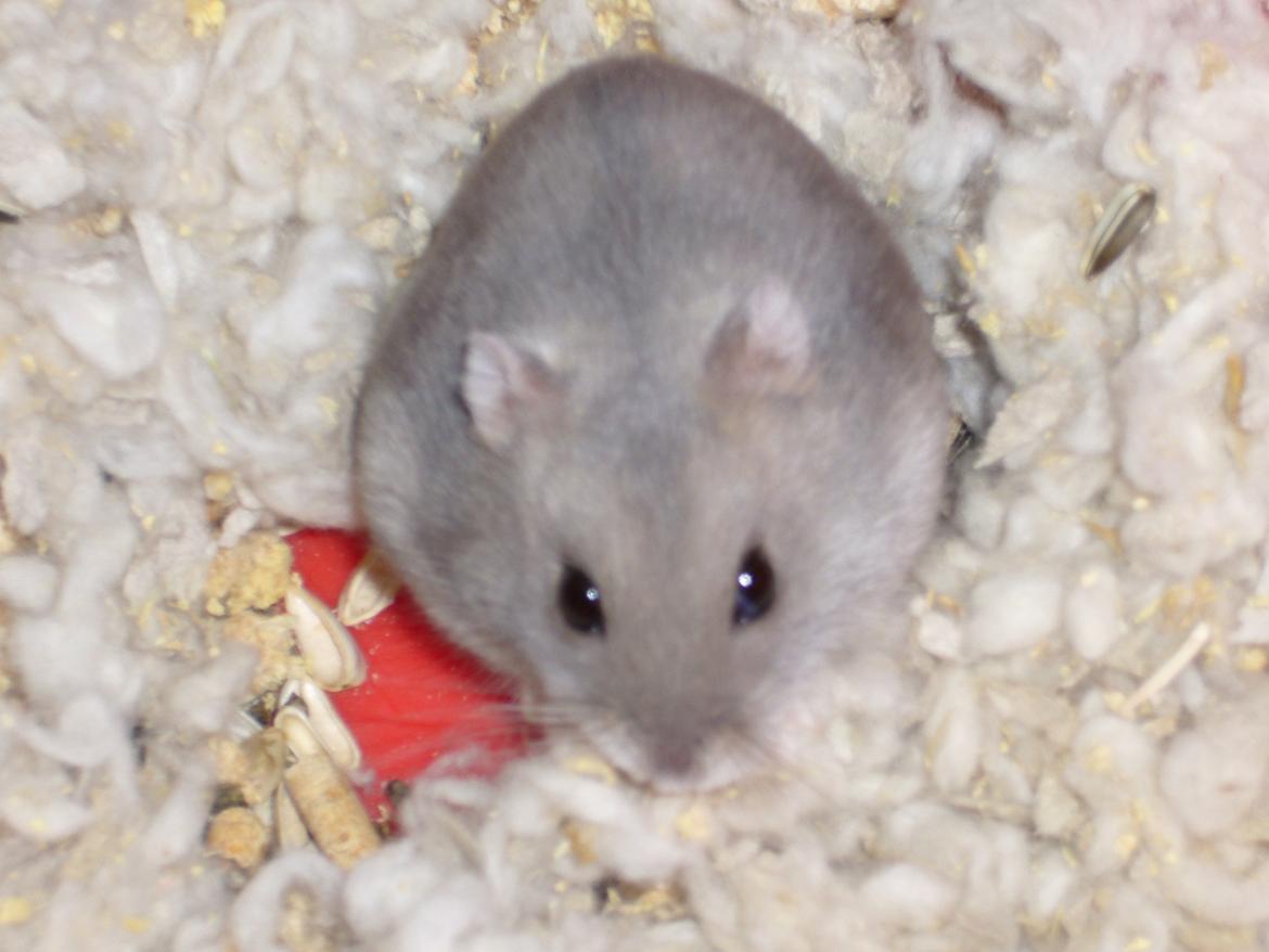 Dværghamster Piv † R.I.P † billede 3