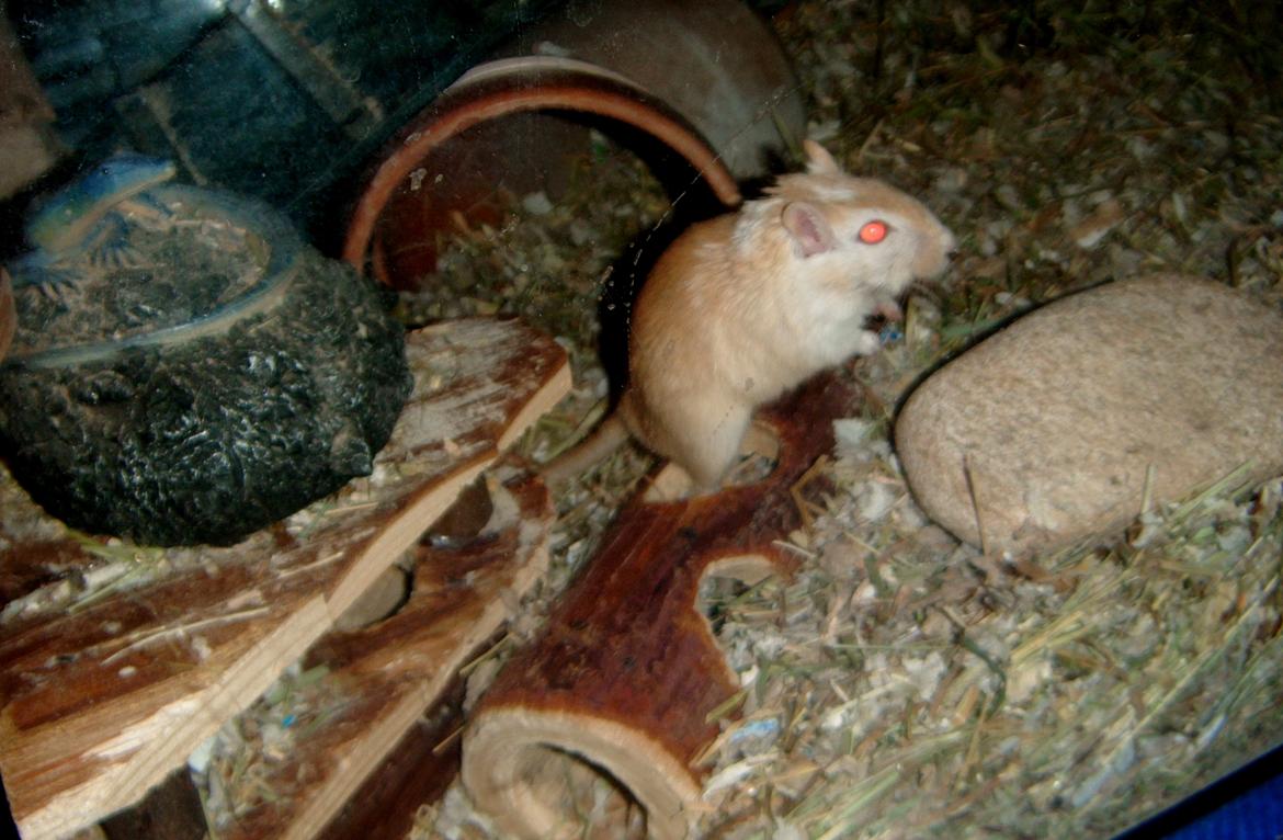 Ørkenrotte Dingo billede 6